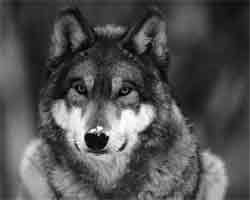 Якутский шаман просит богов избавить землю от нашествия волков