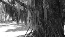 Так на берегах Хубсугула возникли тайные шаманские святилища, которые никогда не показывают чужакам. Имеются сведения, что для хранения онгонов, шаманских бубнов и вещей шамана строились специальные деревянные ограждения или дома. 