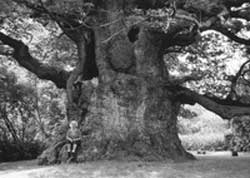 Культ деревьев есть почтительное, благоговейное, бережное отношение к природному объекту, наполненное магией, мифологией, знаниями традиционной медицины. 