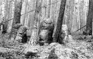 Охотник из города Братска Иркутской области обнаружил в тайге каменных истуканов, которым в старину, вероятно, поклонялись охотники.